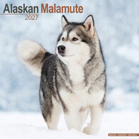 Alaskan Malamute
