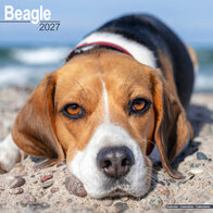 Beagle