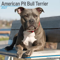 American Pit Bull Terrier