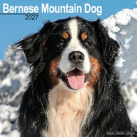 Bernese Mountain