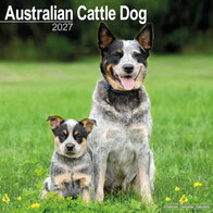 Australian Cattle Dog