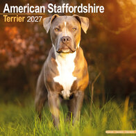 American Staffordshire Terrier