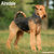 Airedale