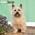 Cairn Terrier