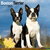 Boston Terrier