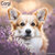 Corgi
