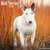 Bull Terrier