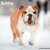 Bulldog