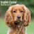 English Cocker Spaniel
