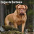 Dogue de Bordeaux