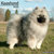 Keeshond