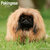 Pekingese