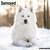 Samoyed