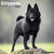 Schipperke