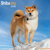 Shiba Inu
