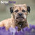 Border terrier