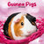 Guinea Pigs