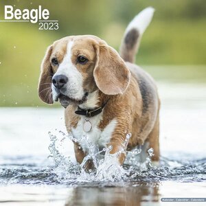 Beagle