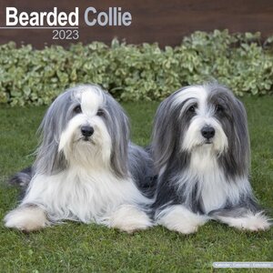 Bearded collie