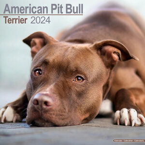 American Pit Bull Terrier