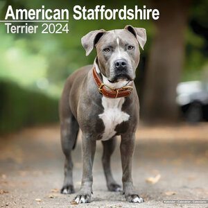 American Staffordshire Terrier