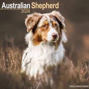 Australian Shepherd