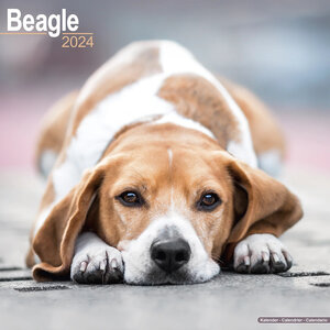 Beagle