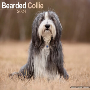Bearded collie