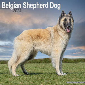 Belgian Sheperd