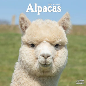 Alpacas