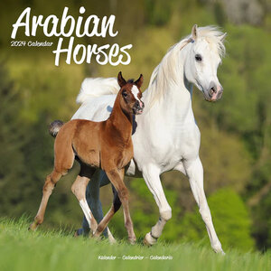 Arabian Horses