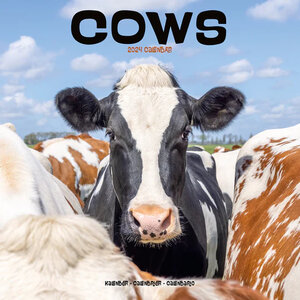 Cows