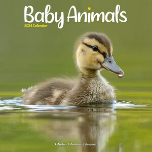 Baby Animals