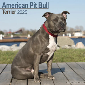 American Pit Bull Terrier