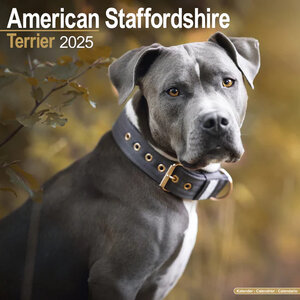 American Staffordshire Terrier
