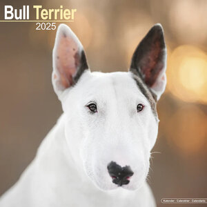 Bull Terrier