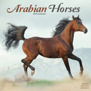 Arabian Horses