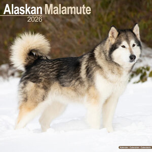 Alaskan Malamute