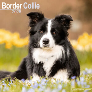 Border Collie 
