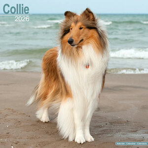 Collie