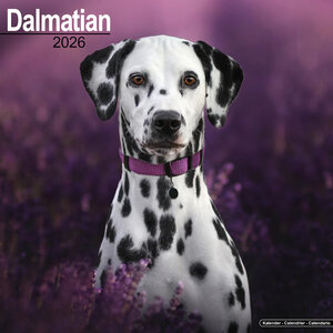 Dalmatian