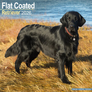 Flat Coated Retriever