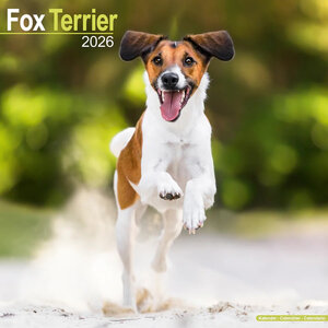 Fox Terrier