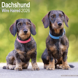 Dachshund Wire Haired