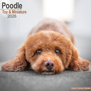 Poodle Toy & Miniature 