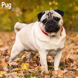 Mops