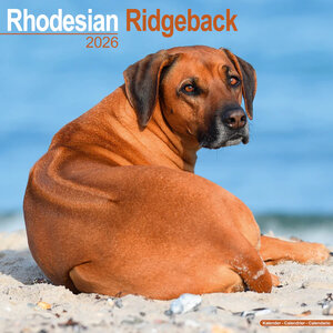 Rhodesian Ridgeback