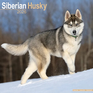 Siberian Husky