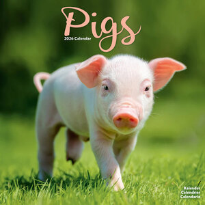 Pigs