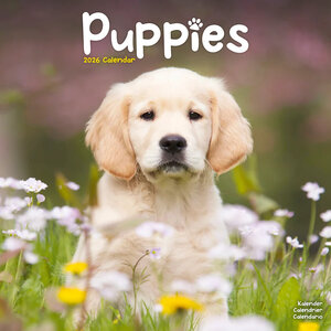 Puppies
